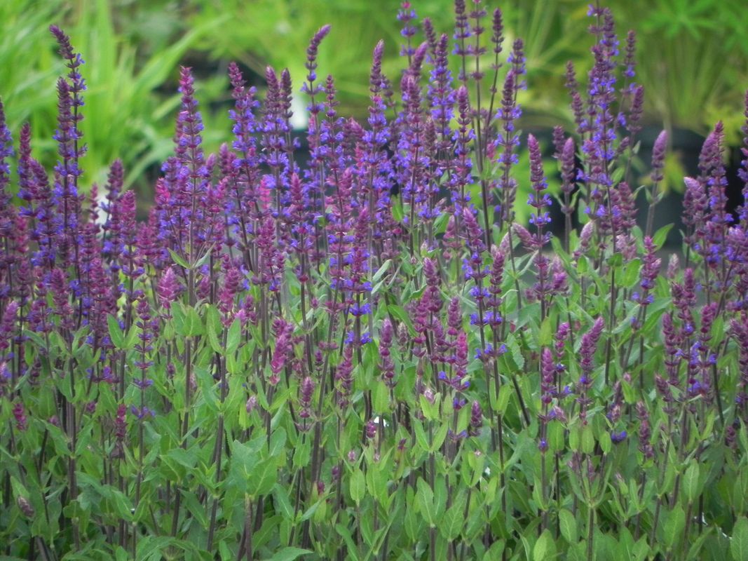Salvia nemorosa ‘Caradonna’