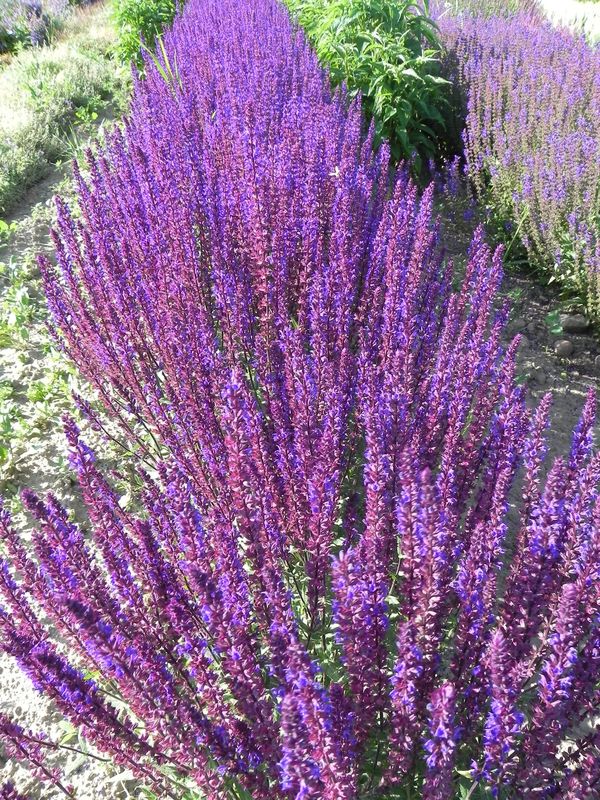 Salvia nemorosa ‘Caradonna’
