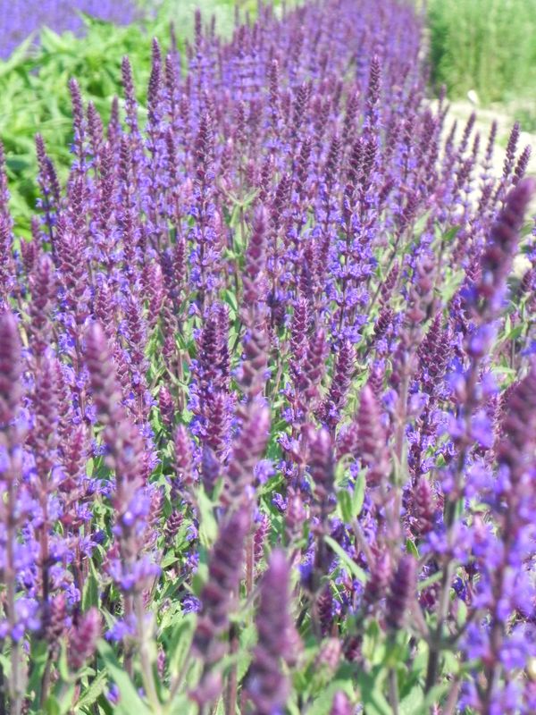 Salvia nemorosa ‘Caradonna’