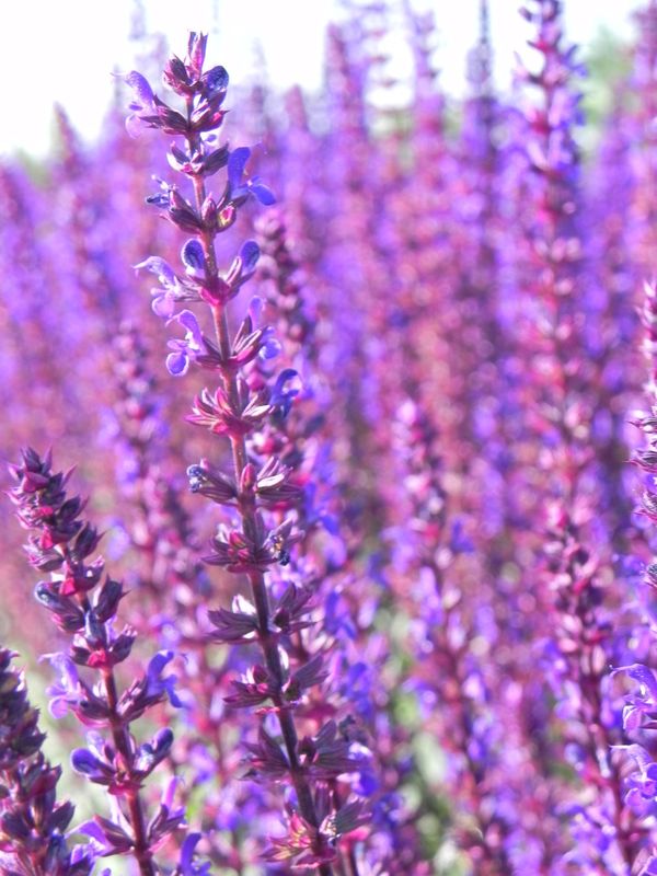 Salvia nemorosa ‘Caradonna’