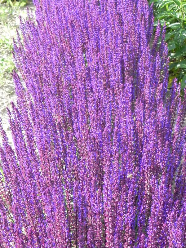 Salvia nemorosa ‘Caradonna’