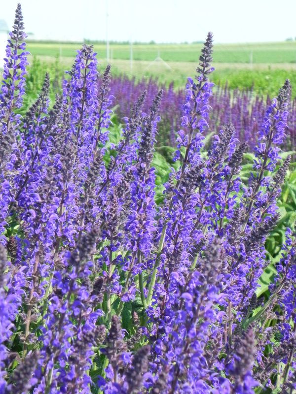 Salvia nemorosa ‘Mainacht’