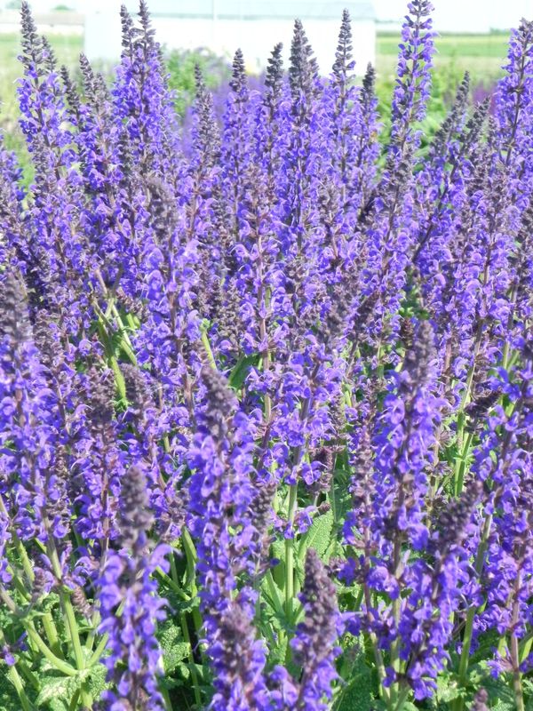 Salvia nemorosa ‘Mainacht’