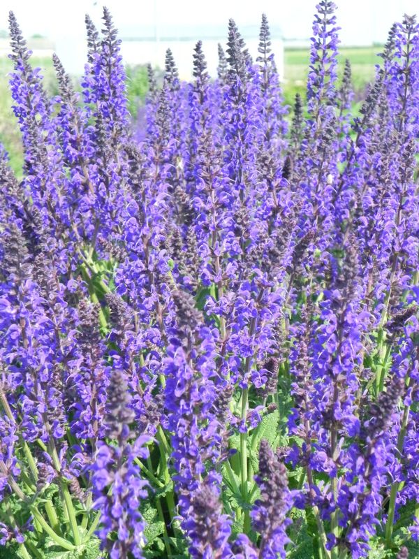 Salvia nemorosa ‘Mainacht’