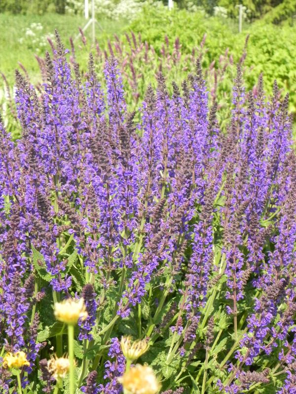 Salvia nemorosa ‘Mainacht’