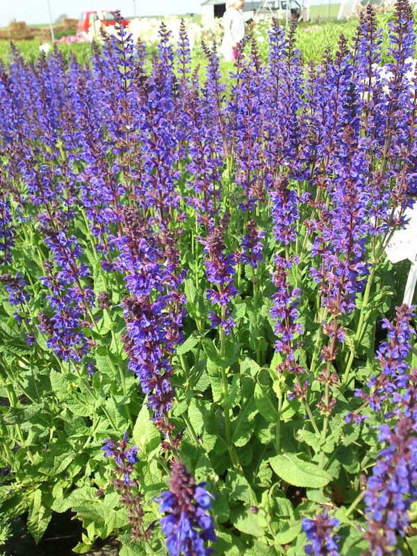 Salvia nemorosa ‘Mainacht’