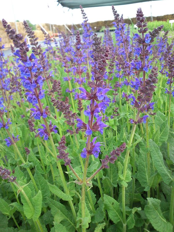 Salvia nemorosa ‘Mainacht’