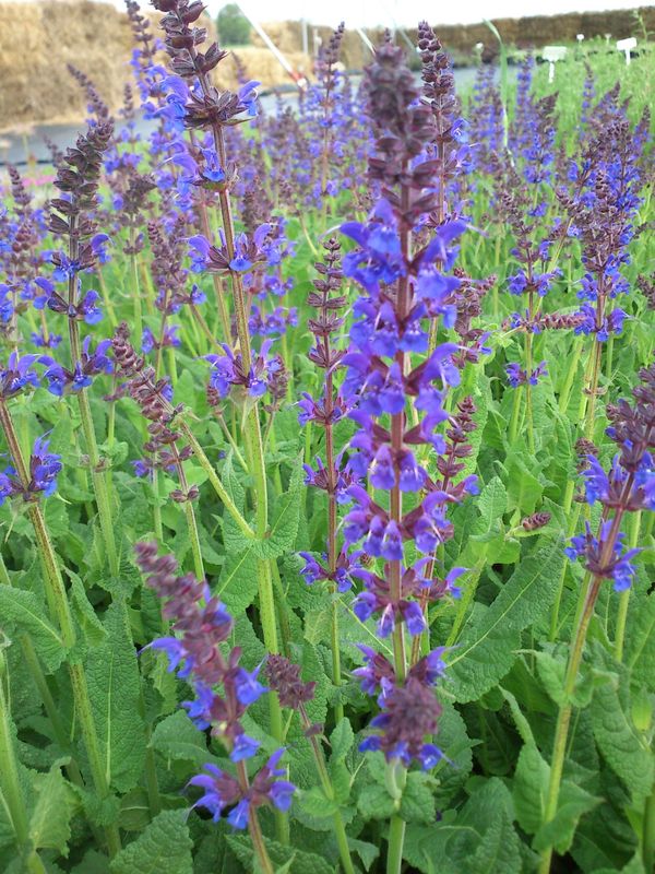 Salvia nemorosa ‘Mainacht’