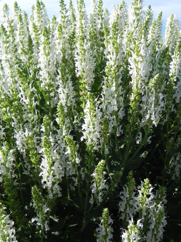 Salvia nemorosa ‘Schneehugel’