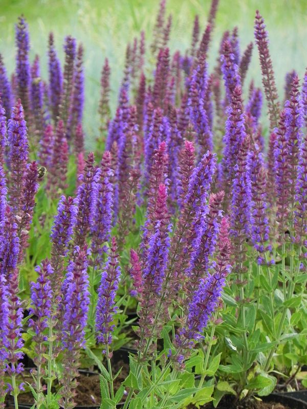Salvia nemorosa ‘Ostfriesland’