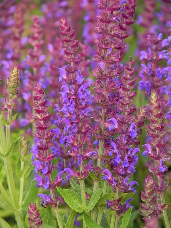 Salvia nemorosa ‘Ostfriesland’