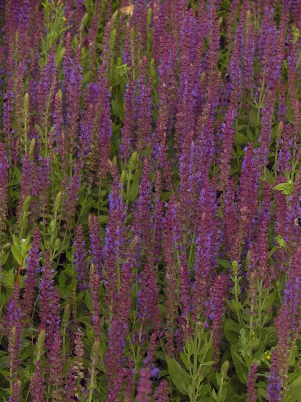 Salvia nemorosa ‘Ostfriesland’