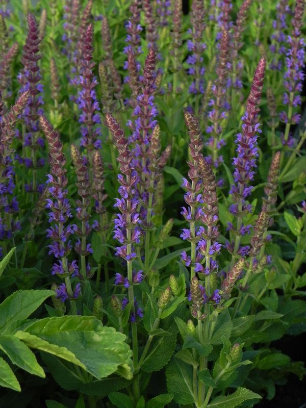 Salvia nemorosa ‘Ostfriesland’