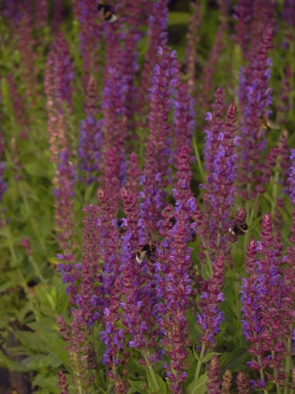 Salvia nemorosa ‘Ostfriesland’