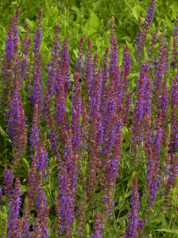 Salvia nemorosa ‘Ostfriesland’