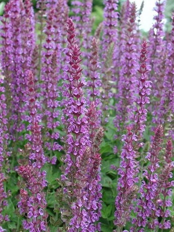 Salvia nemorosa ‘Violet Queen’