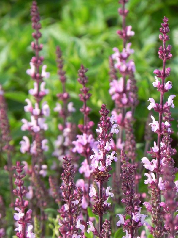 Salvia nemorosa ‘Merleau Rose’