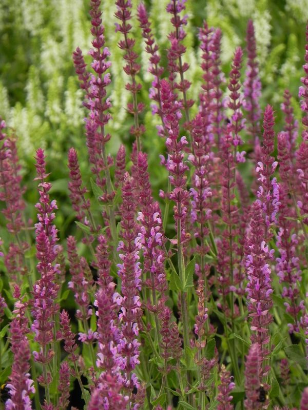 Salvia nemorosa ‘Amethyst’