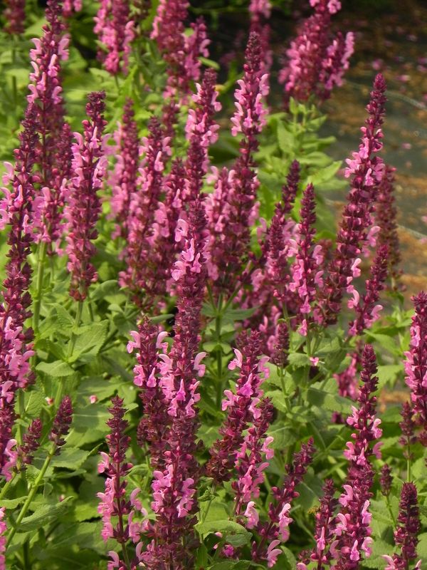 Salvia nemorosa ‘Sensation® Medium Deep Rose’