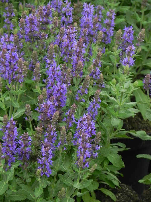 Salvia nemorosa ‘Sensation® Medium Deep Blue’