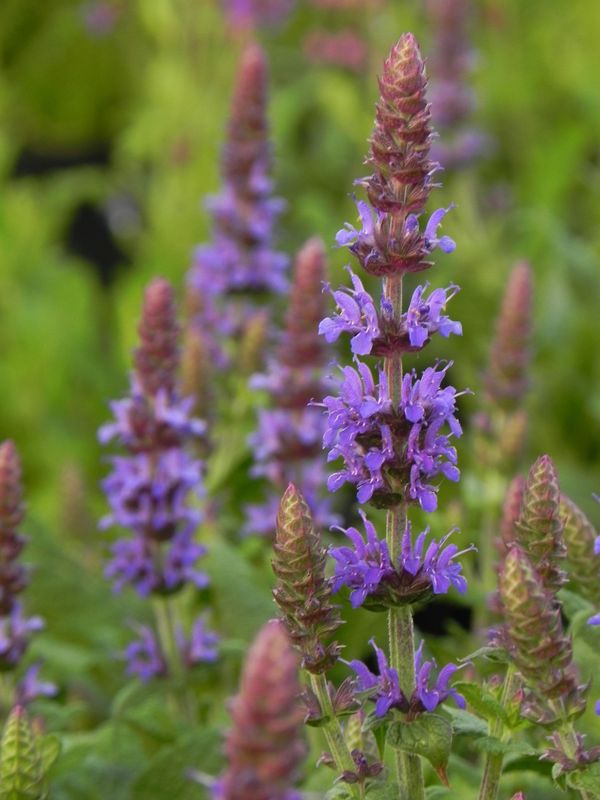 Salvia nemorosa ‘Sensation® Medium Deep Blue’