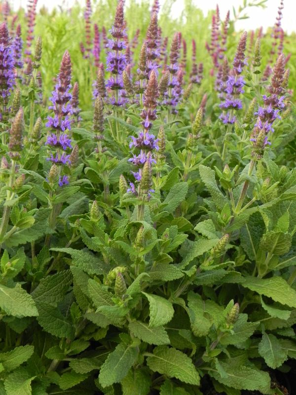 Salvia nemorosa ‘Sensation® Medium Deep Blue’
