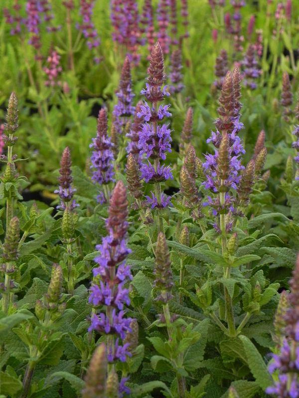 Salvia nemorosa ‘Sensation® Medium Deep Blue’