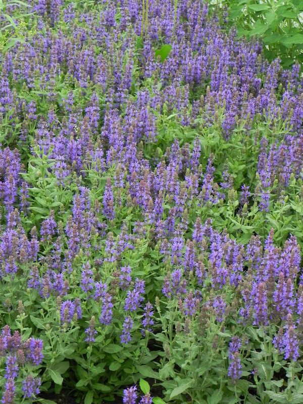 Salvia nemorosa ‘Sensation® Medium Deep Blue’