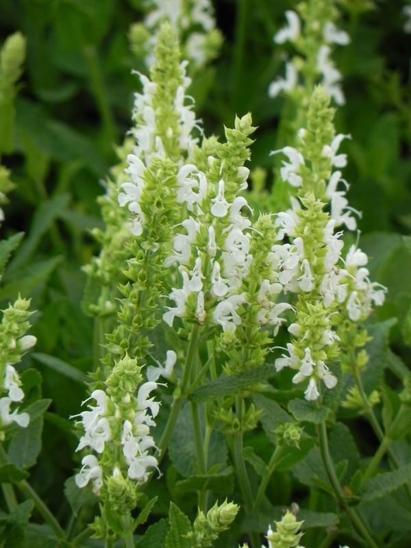 Salvia nemorosa ‘Adrian’