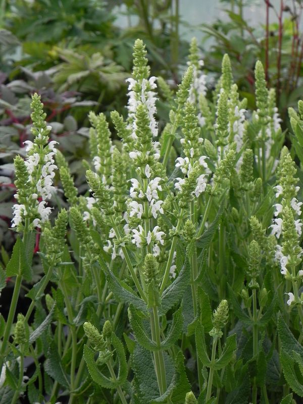 Salvia nemorosa ‘Sensation® Medium White’