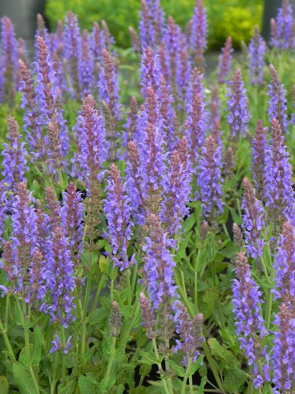 Salvia nemorosa ‘Blauhugel’