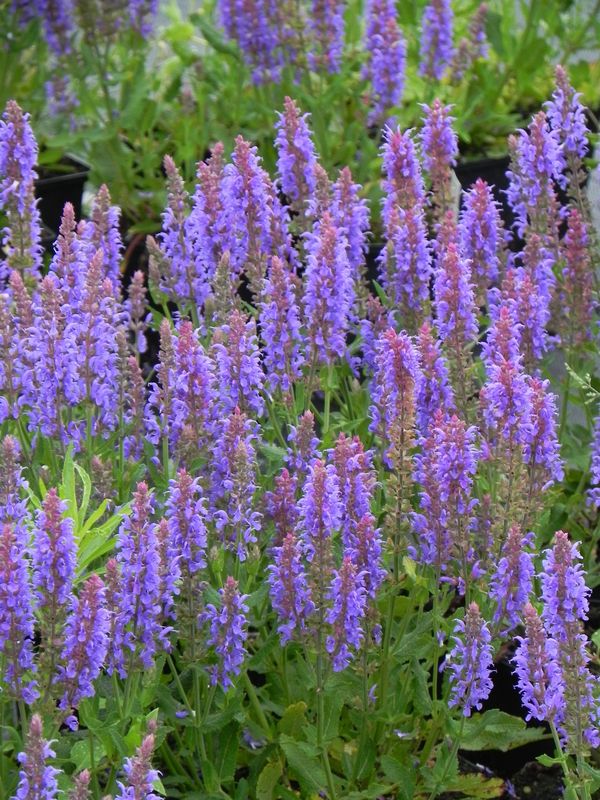 Salvia nemorosa ‘Blauhugel’