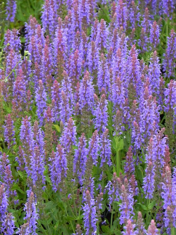 Salvia nemorosa ‘Blauhugel’