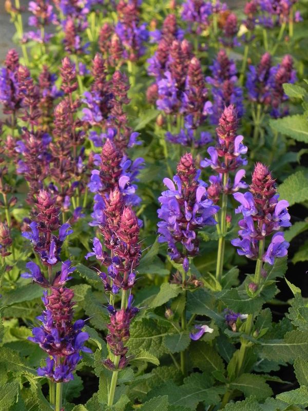 Salvia nemorosa ‘Marvel Blue’