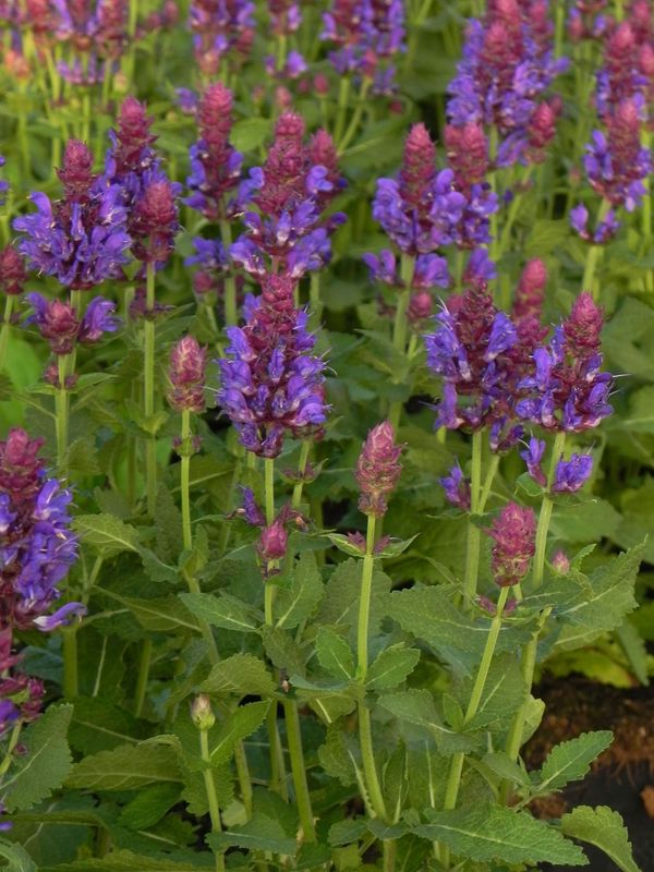 Salvia nemorosa ‘Marvel Blue’