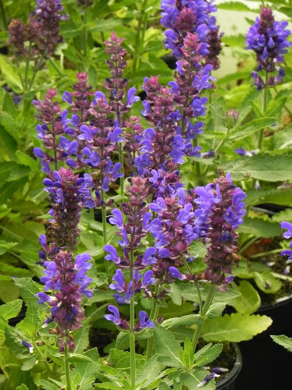 Salvia nemorosa ‘Marvel Blue’