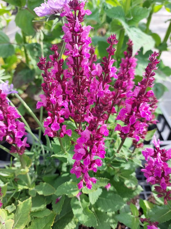 Salvia nemorosa ‘Marvel Rose’