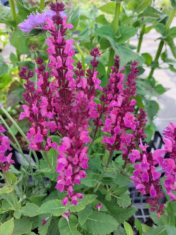 Salvia nemorosa ‘Marvel Rose’
