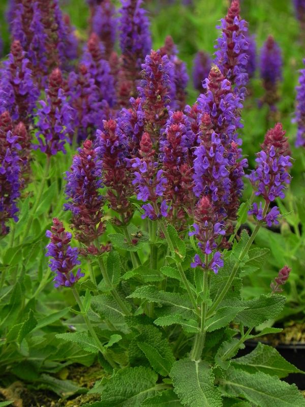 Salvia nemorosa ‘Sensation® Medium Violet’