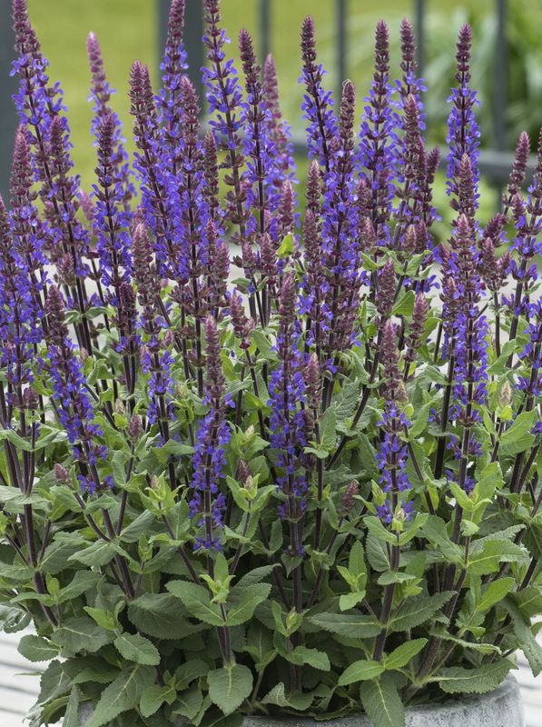 Salvia nemorosa ‘Caradonna Compact’