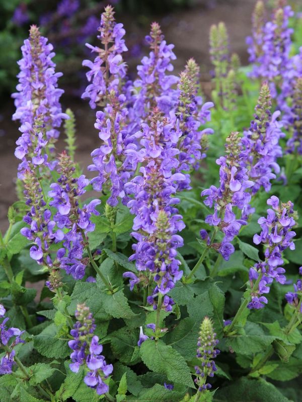 Salvia nemorosa ‘Marvel Sky Blue’