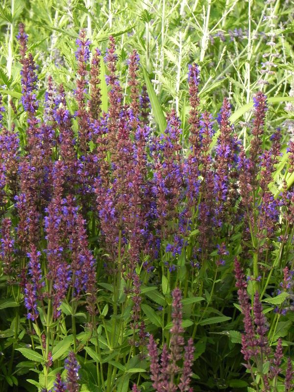 Salvia nemorosa ‘Night Field’