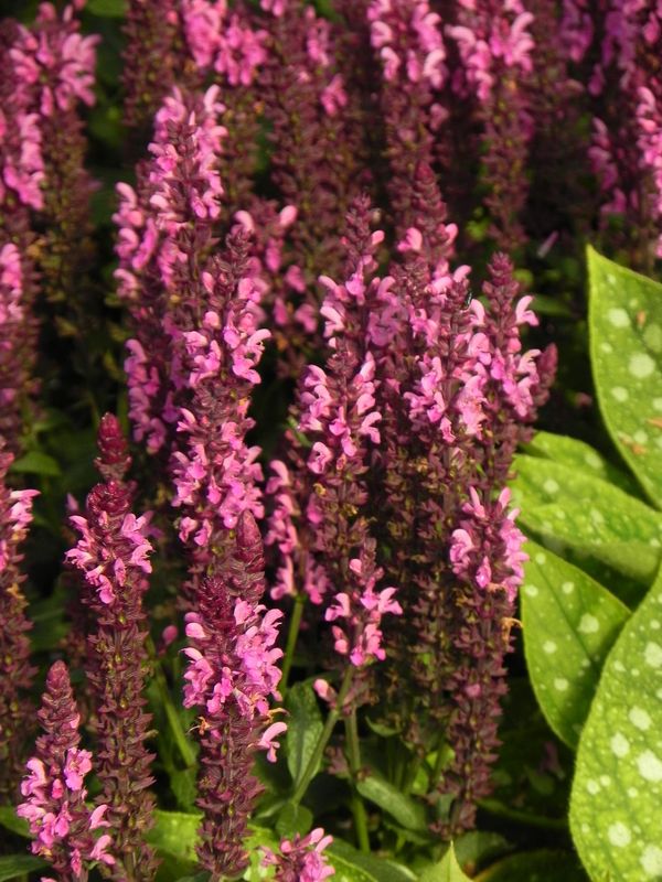 Salvia nemorosa ‘Midnight Rose’