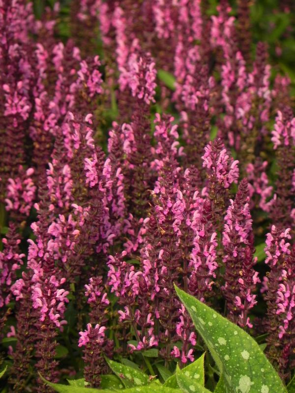 Salvia nemorosa ‘Midnight Rose’