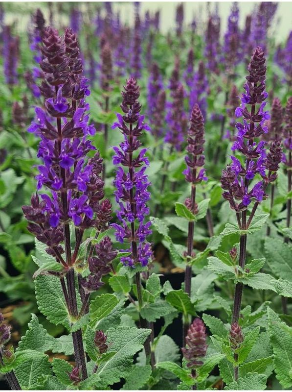 Salvia nemorosa ‘Midnight Purple’