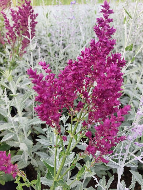 Salvia nemorosa ‘Schwellenburg’