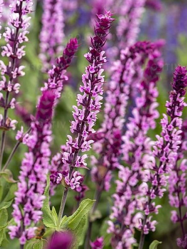 Salvia nemorosa ‘Caradonna Pink’