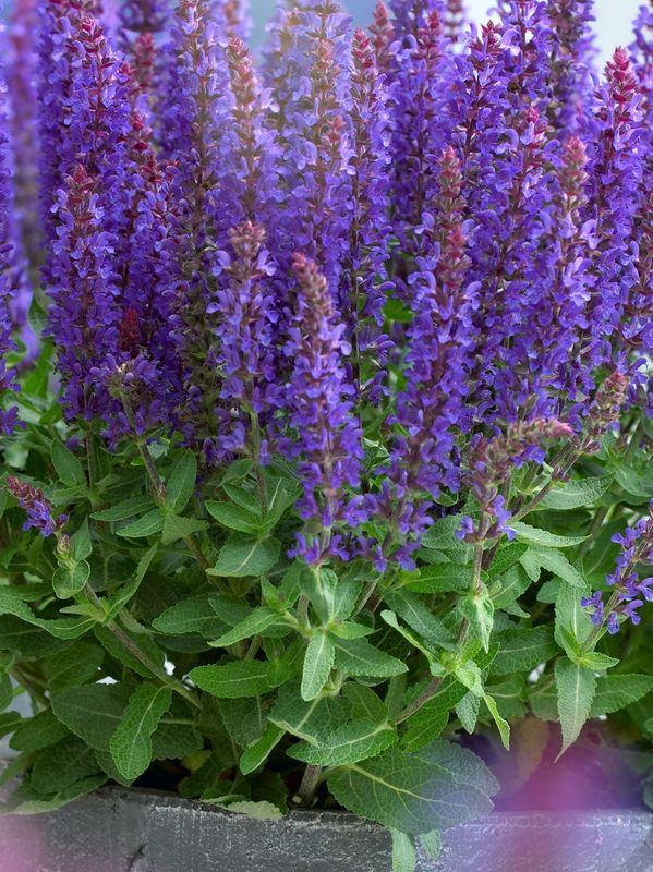 Salvia nemorosa ‘Sensation® Compact Deep Blue’