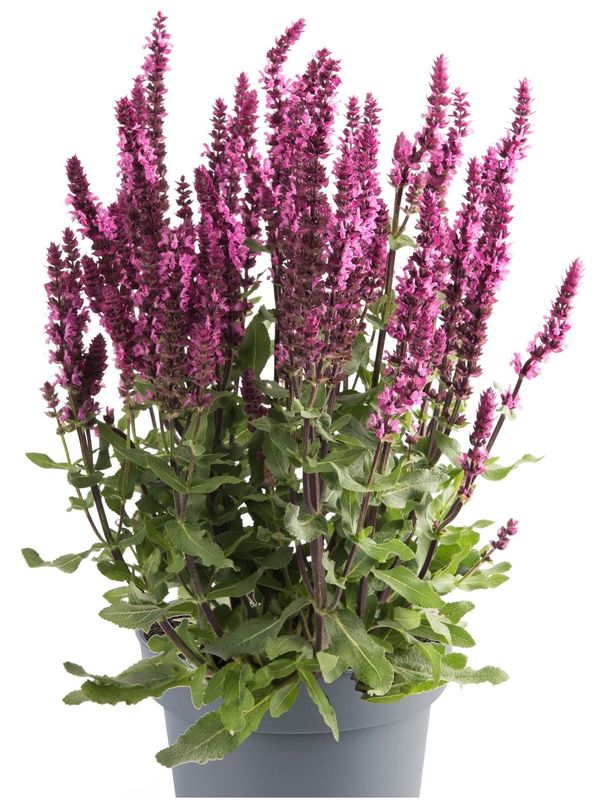Salvia nemorosa ‘Caradonna Compact Rose’