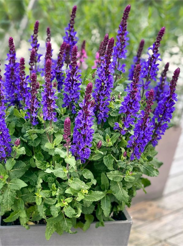 Salvia nemorosa ‘Marvel Dark Blue’